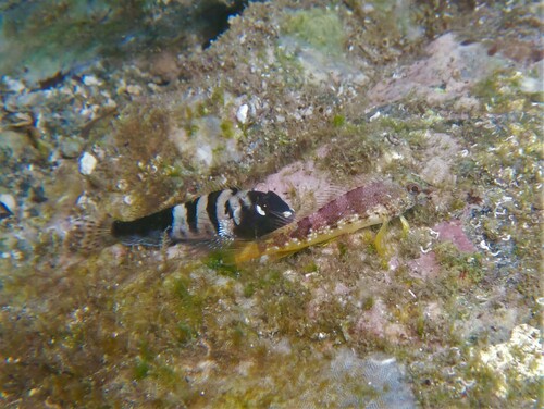Fishgod Blenny