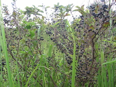 Lindera glauca