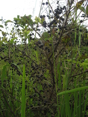 Lindera glauca