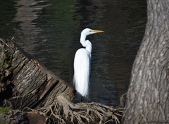 Ardea alba egretta