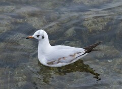 Chroicocephalus ridibundus