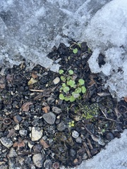 Hydrocotyle sibthorpioides