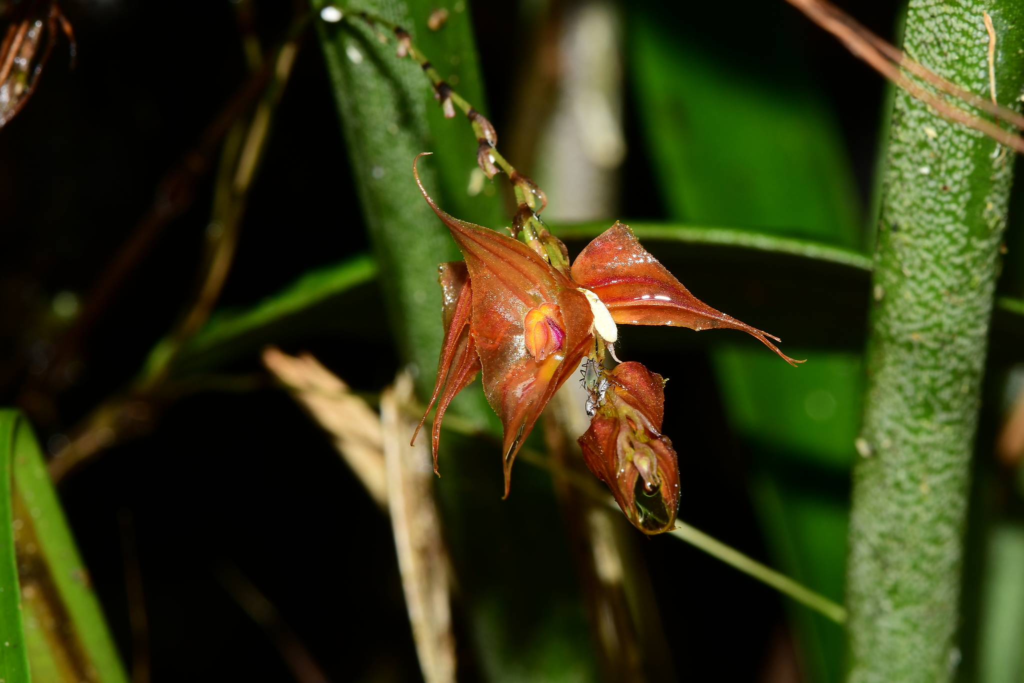 Lepanthes image