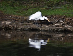 Ardea alba egretta