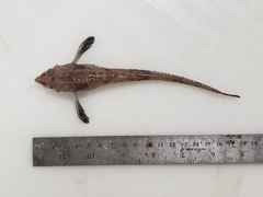 Leptagonus decagonus