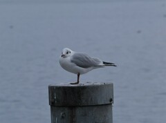 Chroicocephalus ridibundus