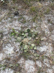 Opuntia humifusa