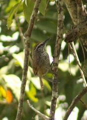 Pheugopedius maculipectus