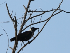 Corvus pectoralis