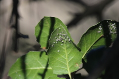 Aleuroplatus coronata