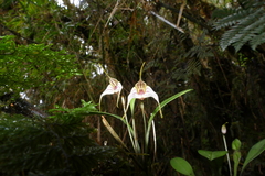 Masdevallia