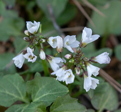 Cardamine californica