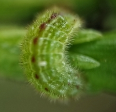 Zizula hylax pygmaea