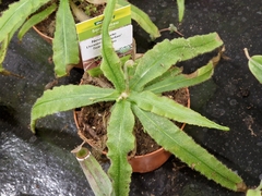 Drosera adelae