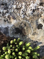 Opegrapha parasitica