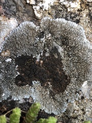 Opegrapha parasitica