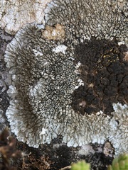 Opegrapha parasitica