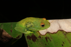 Boana cinerascens