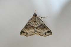 Lithilaria proestans