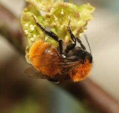 Andrena fulva