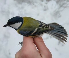 Parus major major
