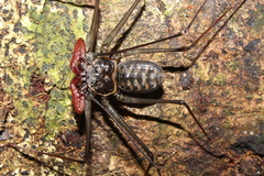Heterophrynus