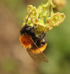 Andrena fulva