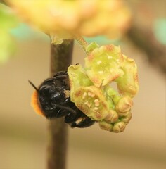 Andrena fulva