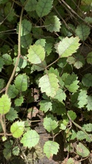 Rubus australis