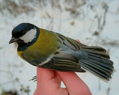 Parus major major