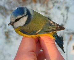Cyanistes caeruleus caeruleus