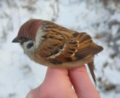 Passer montanus montanus