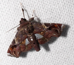 Eutelia pulcherrimus