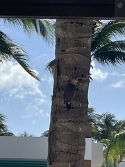 Melanerpes