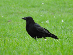Corvus corone