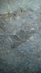 Dicrognophos sartata