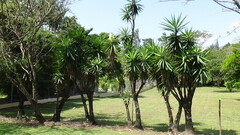 Yucca gigantea