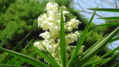 Yucca gigantea