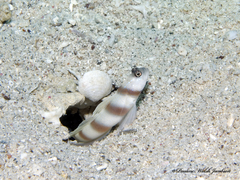 Amblyeleotris steinitzi