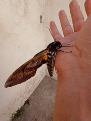 Cocytius antaeus