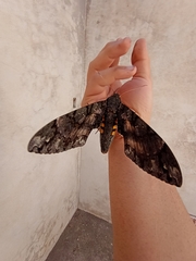 Cocytius antaeus