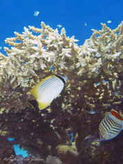 Chaetodon trifascialis