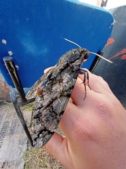 Cocytius antaeus