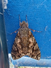 Cocytius antaeus