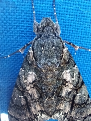 Cocytius antaeus