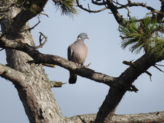 Columba palumbus