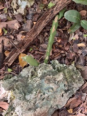 Acanthocereus tetragonus