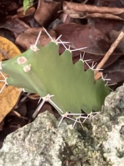 Acanthocereus tetragonus