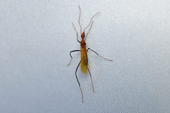 Leptomyrmex