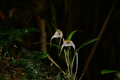 Masdevallia